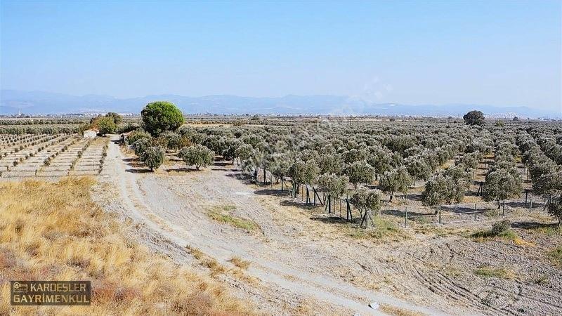 Dayıoğlunda Uygun Fiyatlı Satılık Zeytinli Bahçe — fotoğraf 23
