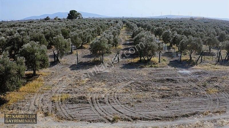 Dayıoğlunda Uygun Fiyatlı Satılık Zeytinli Bahçe — fotoğraf 24