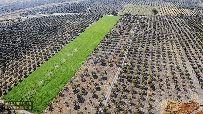 Dayıoğlunda Uygun Fiyatlı Satılık Zeytinli Bahçe — fotoğraf 25