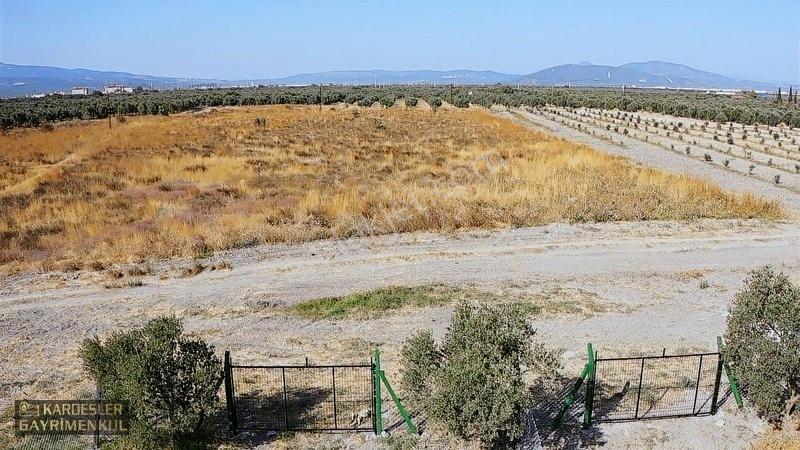 Dayıoğlunda Uygun Fiyatlı Satılık Zeytinli Bahçe — fotoğraf 26