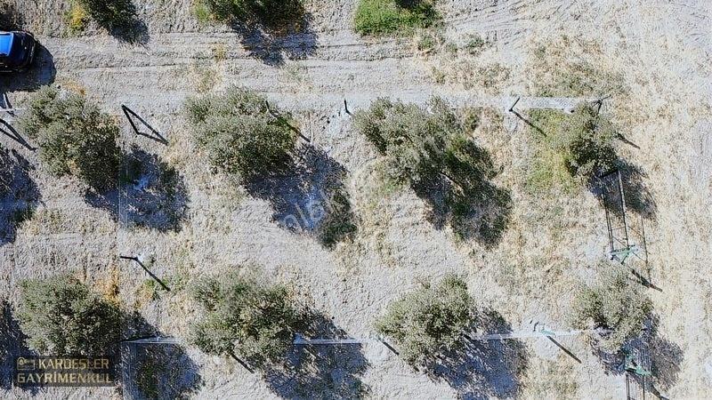 Dayıoğlunda Uygun Fiyatlı Satılık Zeytinli Bahçe — fotoğraf 28