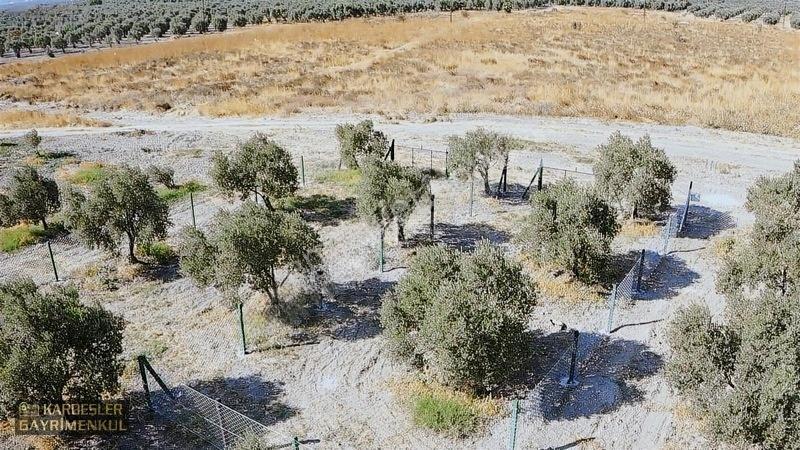 Dayıoğlunda Uygun Fiyatlı Satılık Zeytinli Bahçe — fotoğraf 29