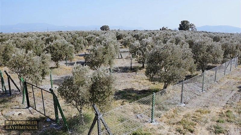 Dayıoğlunda Uygun Fiyatlı Satılık Zeytinli Bahçe — fotoğraf 31