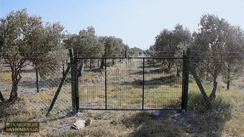 Dayıoğlunda Uygun Fiyatlı Satılık Zeytinli Bahçe — fotoğraf 32