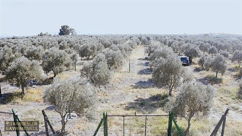 Dayıoğlunda Uygun Fiyatlı Satılık Zeytinli Bahçe — fotoğraf 33