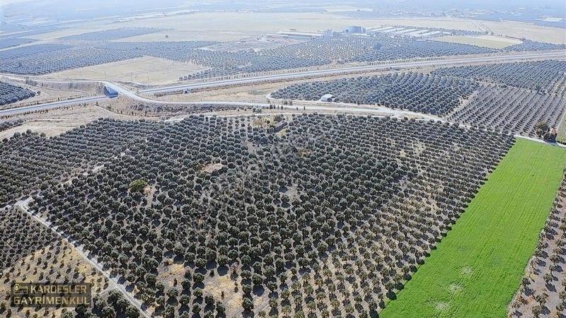 Dayıoğlunda Uygun Fiyatlı Satılık Zeytinli Bahçe — fotoğraf 34