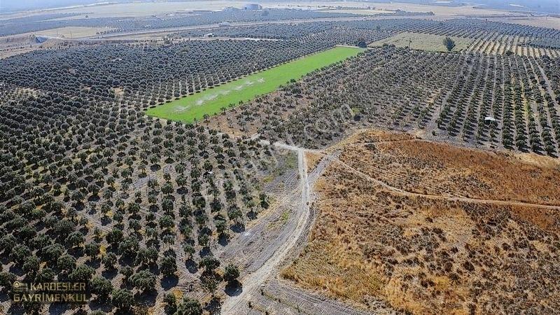 Dayıoğlunda Uygun Fiyatlı Satılık Zeytinli Bahçe — fotoğraf 35