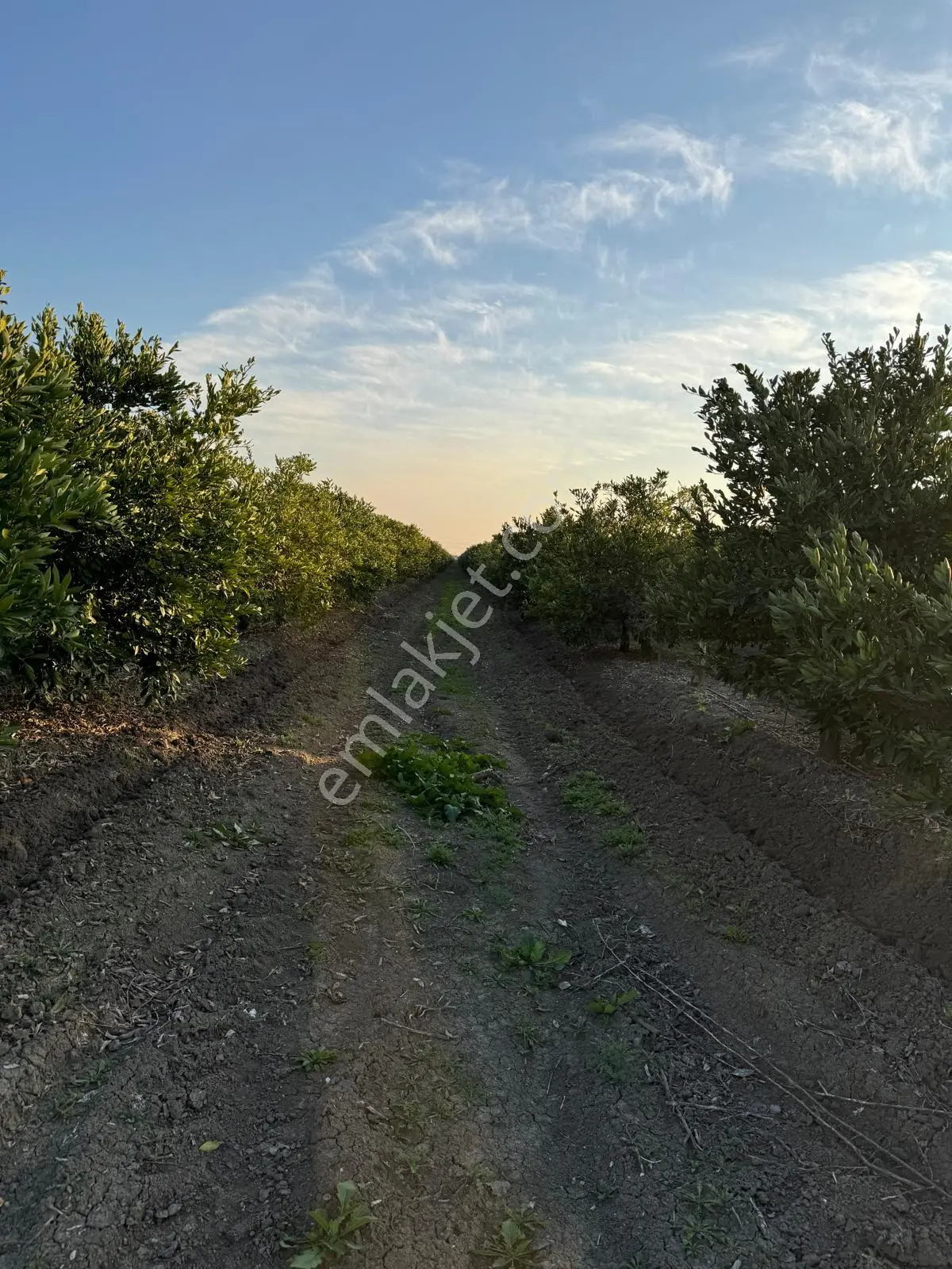 Yüreğir *innaplı (yukarıçiçekli)* 50,865m2 Mandalina Bahçesi Takas Olur*video Bak — fotoğraf 5