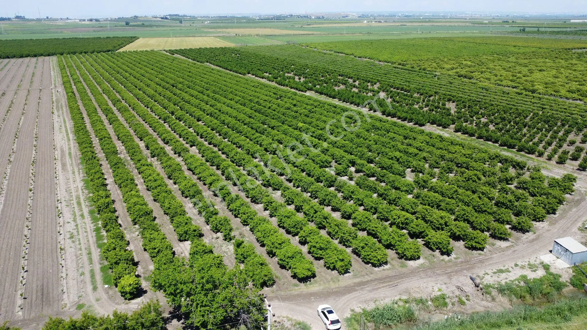 Yüreğir *innaplı (yukarıçiçekli)* 50,865m2 Mandalina Bahçesi Takas Olur*video Bak — fotoğraf 7