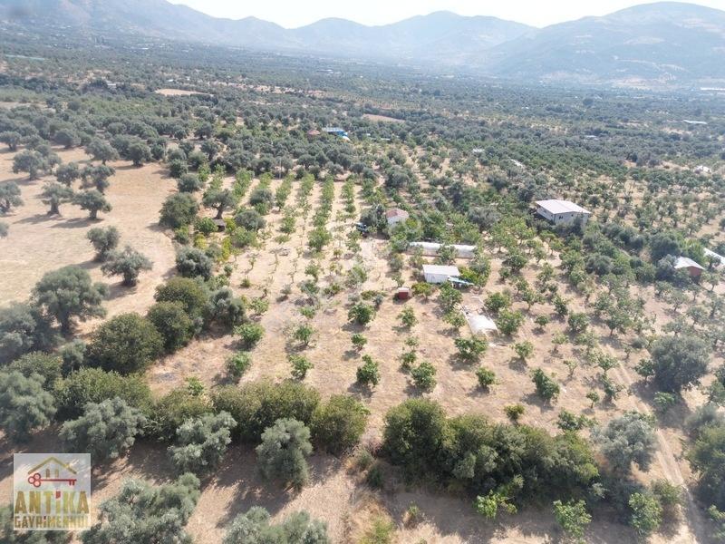 Antika'dan Birgi İrimagzın Da Elektirik Suyu Olan Satılık Bahçe — fotoğraf 10