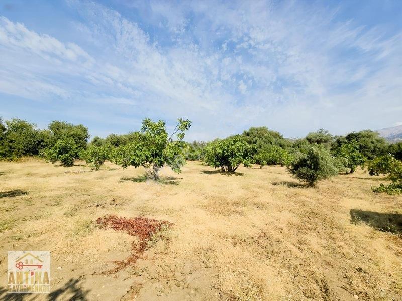 Antika'dan Birgi İrimagzın Da Elektirik Suyu Olan Satılık Bahçe — fotoğraf 13
