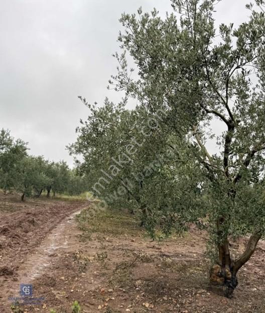 Bandırma Şirinçavuş Zeytin Ağaçları Olan Deniz Manzaralı Tarla