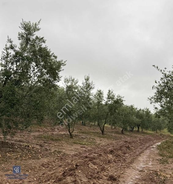 Bandırma Şirinçavuş Zeytin Ağaçları Olan Deniz Manzaralı Tarla — fotoğraf 2