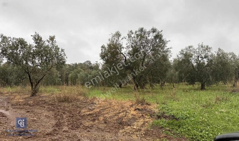 Bandırma Şirinçavuş Zeytin Ağaçları Olan Deniz Manzaralı Tarla — fotoğraf 3