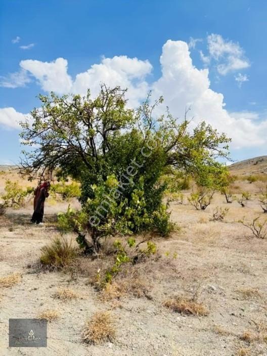 Motor Parasına Bahçe 3.000m2 — fotoğraf 4