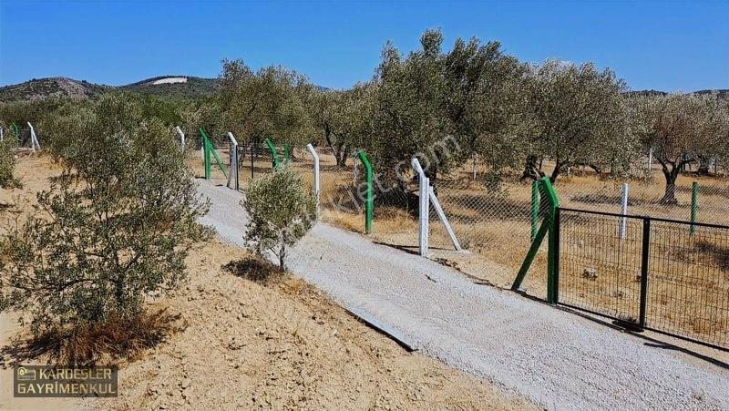Kardeşlerden Kızlaralanında Satılık Zeytinlik Fırsat Kaçmaz! — fotoğraf 2