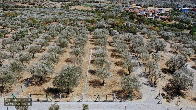 Kardeşlerden Kızlaralanında Satılık Zeytinlik Fırsat Kaçmaz! — fotoğraf 3