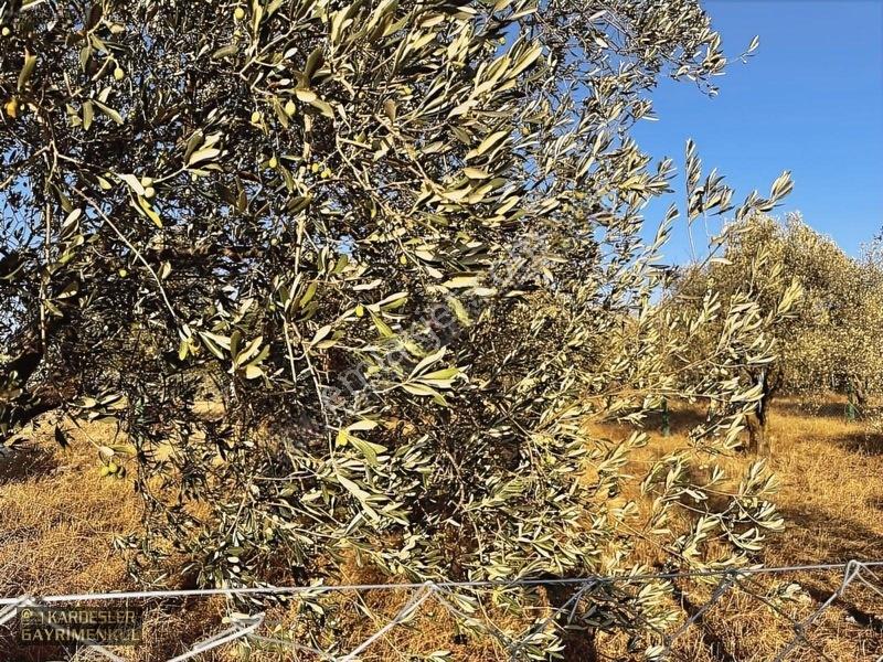 Kardeşlerden Kızlaralanında Satılık Zeytinlik Fırsat Kaçmaz! — fotoğraf 4