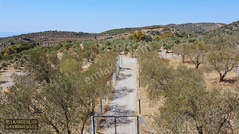 Kardeşlerden Kızlaralanında Satılık Zeytinlik Fırsat Kaçmaz! — fotoğraf 5