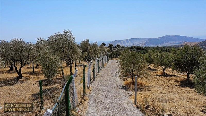 Kardeşlerden Kızlaralanında Satılık Zeytinlik Fırsat Kaçmaz! — fotoğraf 6