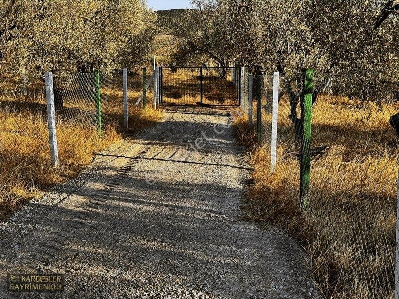 Kardeşlerden Kızlaralanında Satılık Zeytinlik Fırsat Kaçmaz! — fotoğraf 7