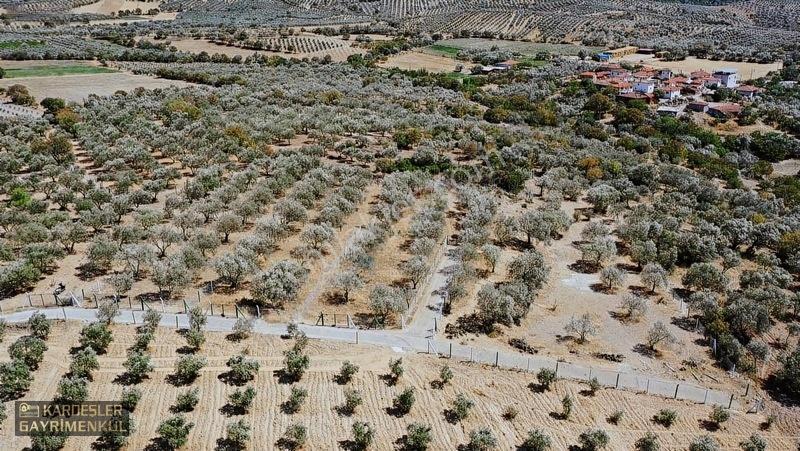 Kardeşlerden Kızlaralanında Satılık Zeytinlik Fırsat Kaçmaz! — fotoğraf 9
