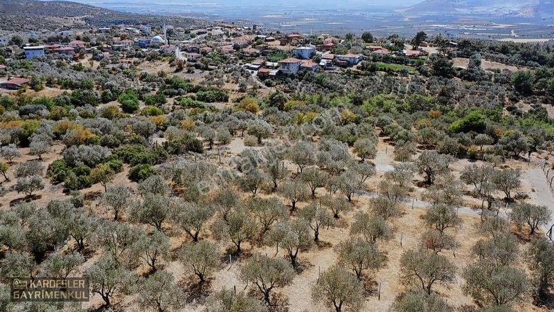 Kardeşlerden Kızlaralanında Satılık Zeytinlik Fırsat Kaçmaz! — fotoğraf 10