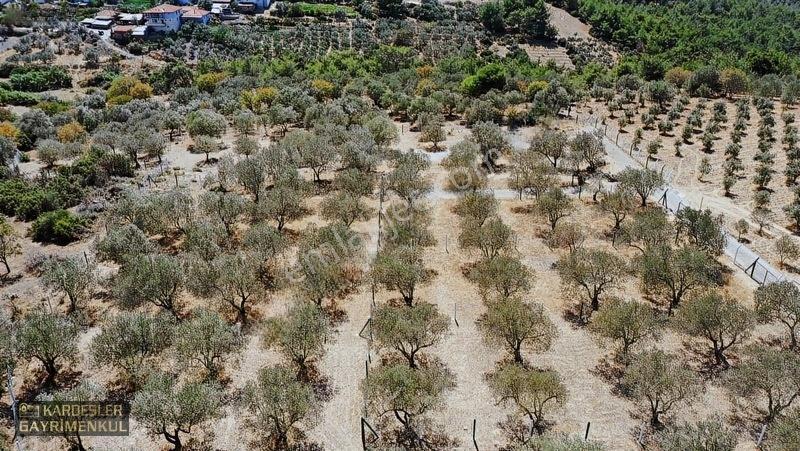 Kardeşlerden Kızlaralanında Satılık Zeytinlik Fırsat Kaçmaz! — fotoğraf 11
