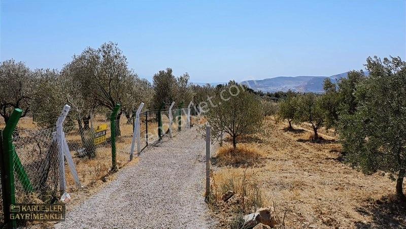 Kardeşlerden Kızlaralanında Satılık Zeytinlik Fırsat Kaçmaz! — fotoğraf 12