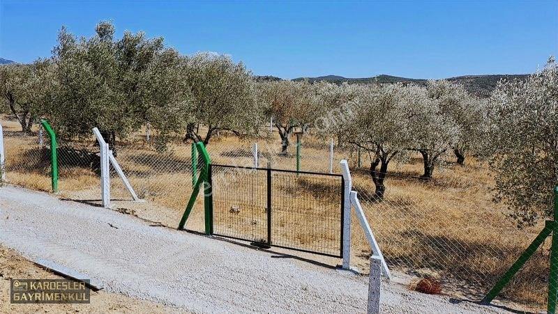 Kardeşlerden Kızlaralanında Satılık Zeytinlik Fırsat Kaçmaz! — fotoğraf 13