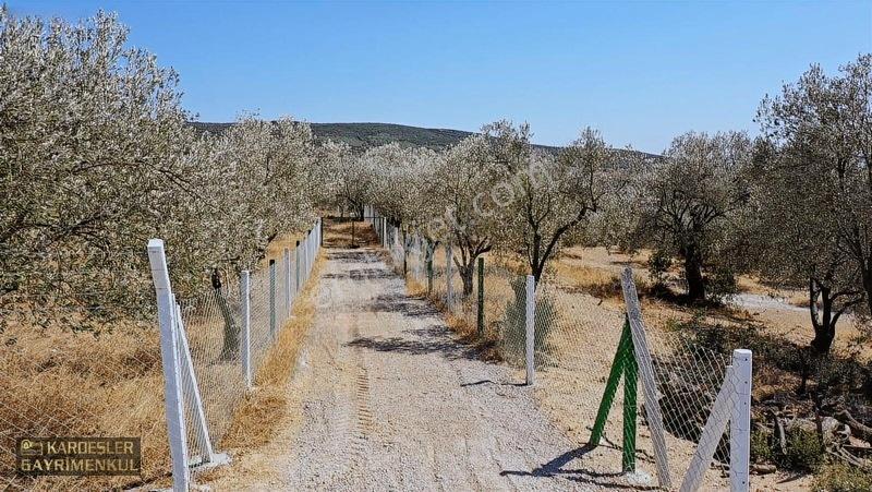 Kardeşlerden Kızlaralanında Satılık Zeytinlik Fırsat Kaçmaz! — fotoğraf 16