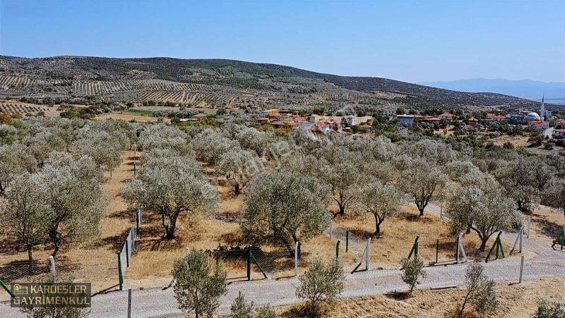 Kardeşlerden Kızlaralanında Satılık Zeytinlik Fırsat Kaçmaz! — fotoğraf 18