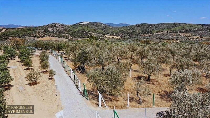 Kardeşlerden Kızlaralanında Satılık Zeytinlik Fırsat Kaçmaz! — fotoğraf 19