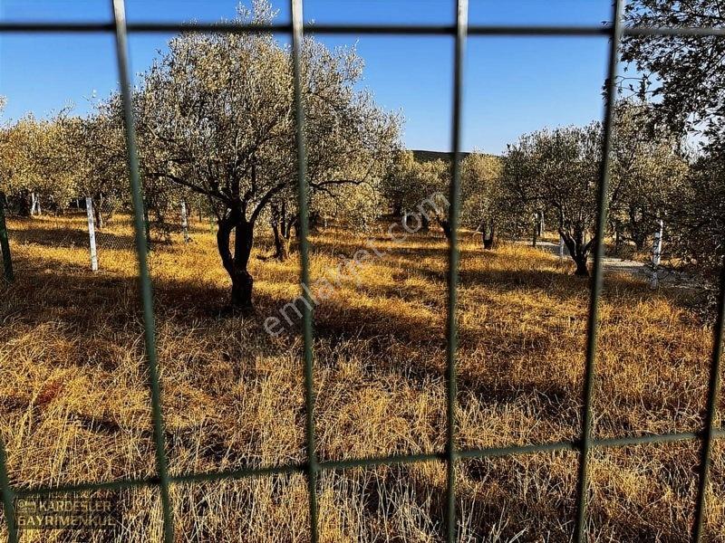 Kardeşlerden Kızlaralanında Satılık Zeytinlik Fırsat Kaçmaz! — fotoğraf 21