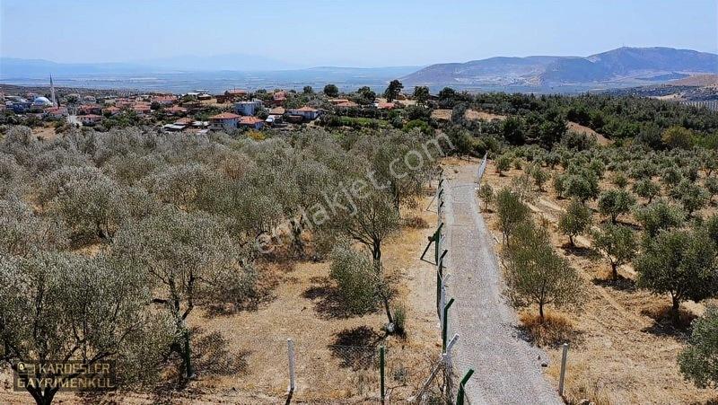 Kardeşlerden Kızlaralanında Satılık Zeytinlik Fırsat Kaçmaz! — fotoğraf 23