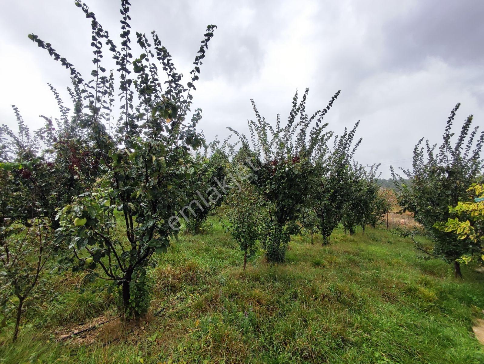 Sorgun Yaylasında 3+1 Yaylalık — fotoğraf 4