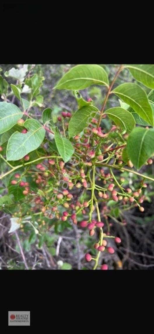Bucak Kızılseki'de Ev Yapmaya Uygun Arazi — fotoğraf 5