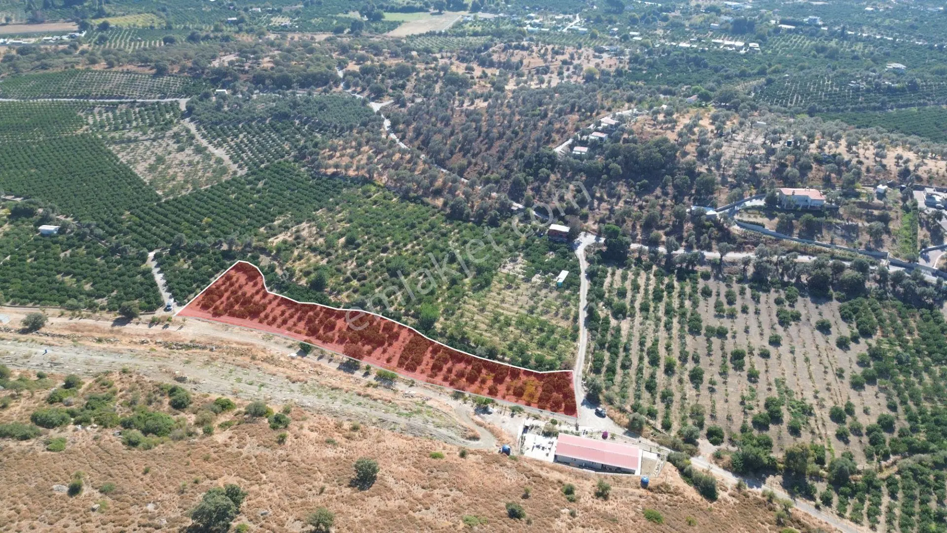 Seferihisar Sığacık Taşdibi’nde 4.915 M² Satılık Mandalina Bahçesi — fotoğraf 3