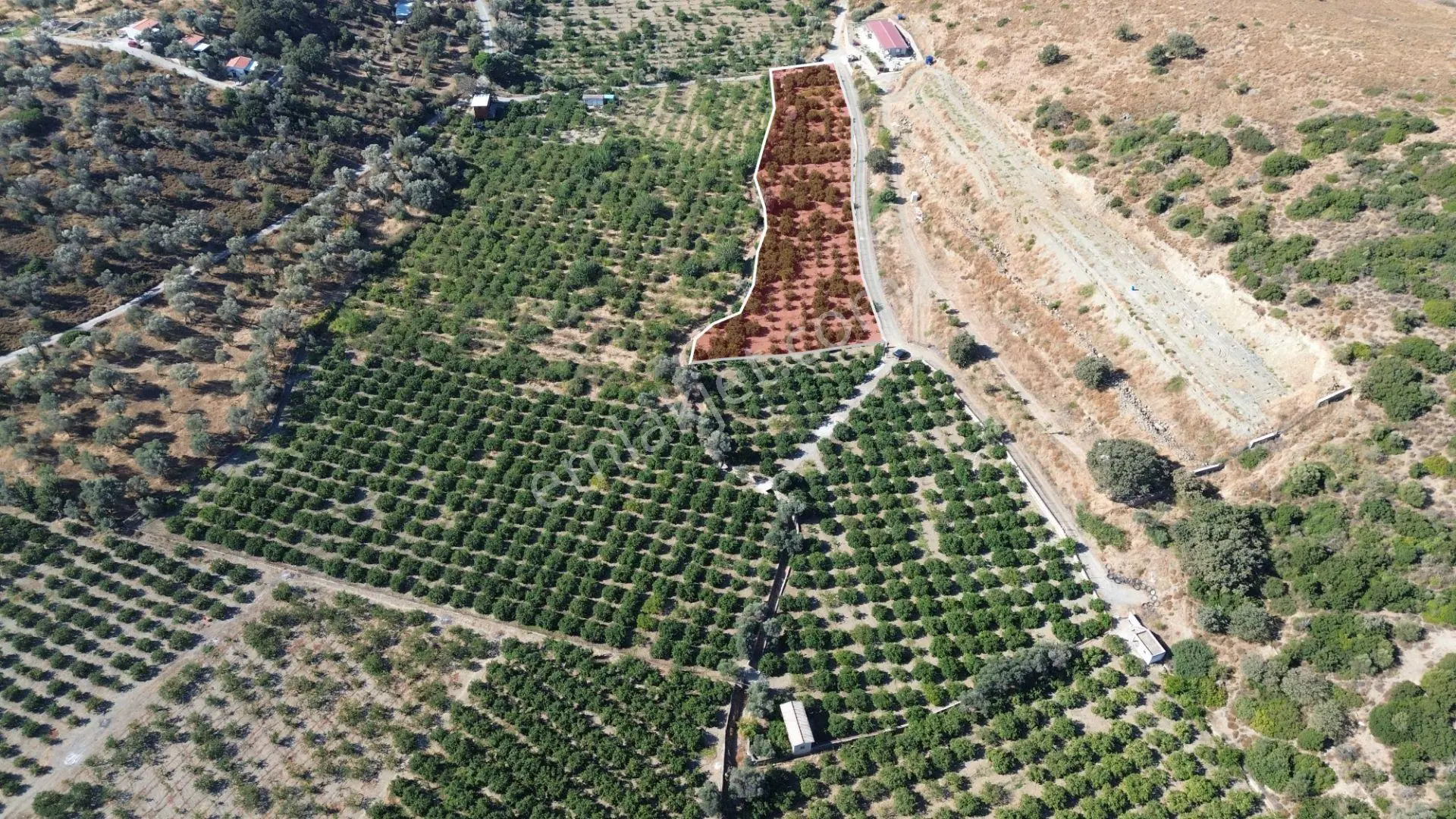 Seferihisar Sığacık Taşdibi’nde 4.915 M² Satılık Mandalina Bahçesi — fotoğraf 5