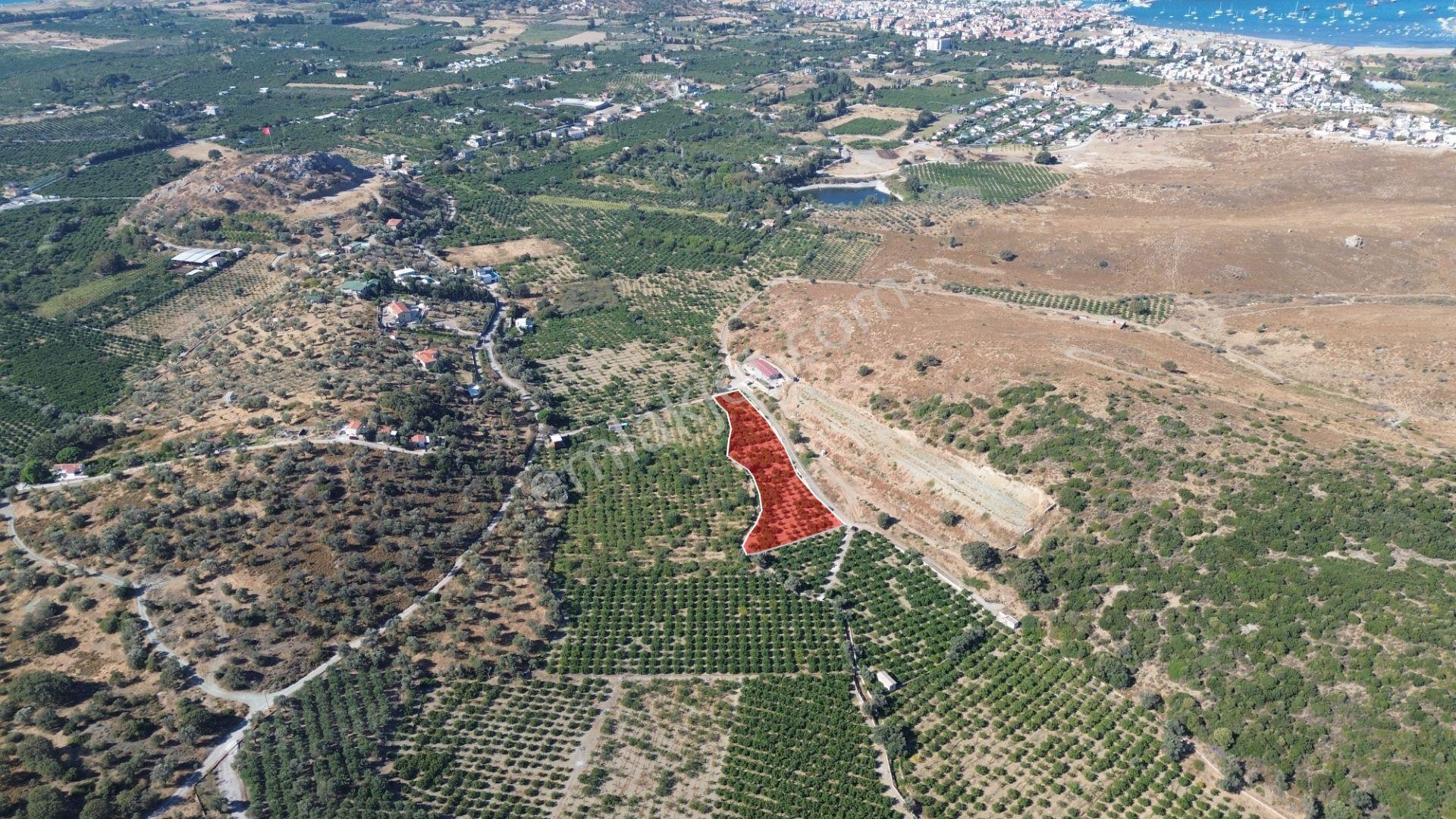 Seferihisar Sığacık Taşdibi’nde 4.915 M² Satılık Mandalina Bahçesi — fotoğraf 6