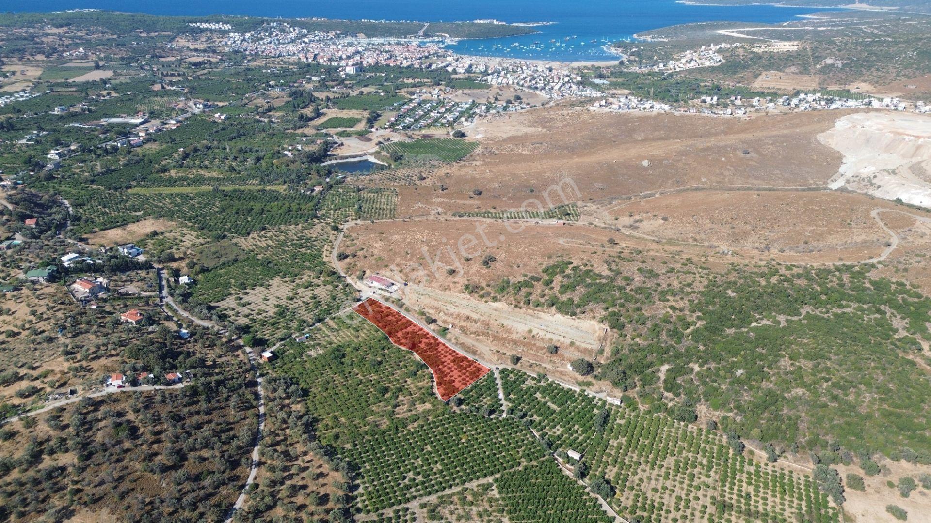 Seferihisar Sığacık Taşdibi’nde 4.915 M² Satılık Mandalina Bahçesi — fotoğraf 7