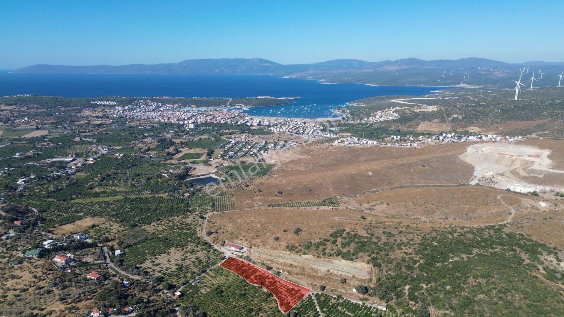 Seferihisar Sığacık Taşdibi’nde 4.915 M² Satılık Mandalina Bahçesi — fotoğraf 9