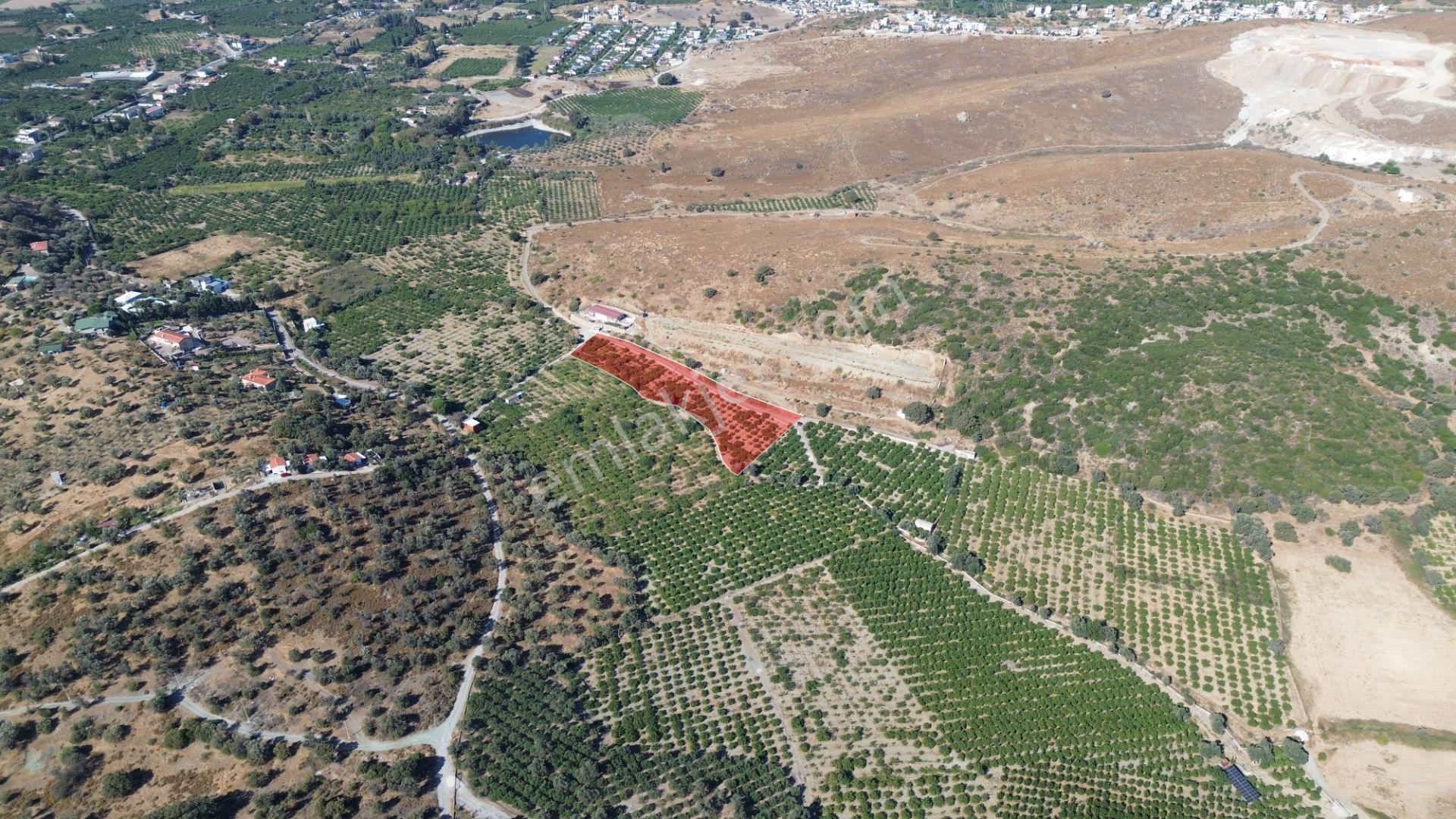 Seferihisar Sığacık Taşdibi’nde 4.915 M² Satılık Mandalina Bahçesi — fotoğraf 10