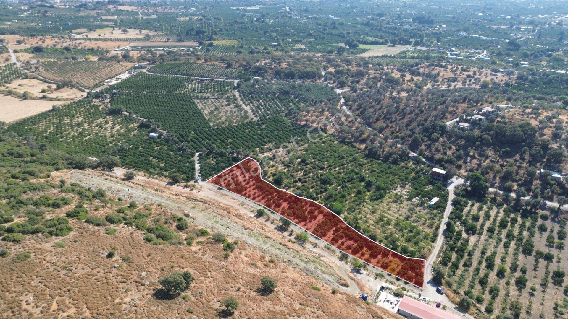 Seferihisar Sığacık Taşdibi’nde 4.915 M² Satılık Mandalina Bahçesi — fotoğraf 11
