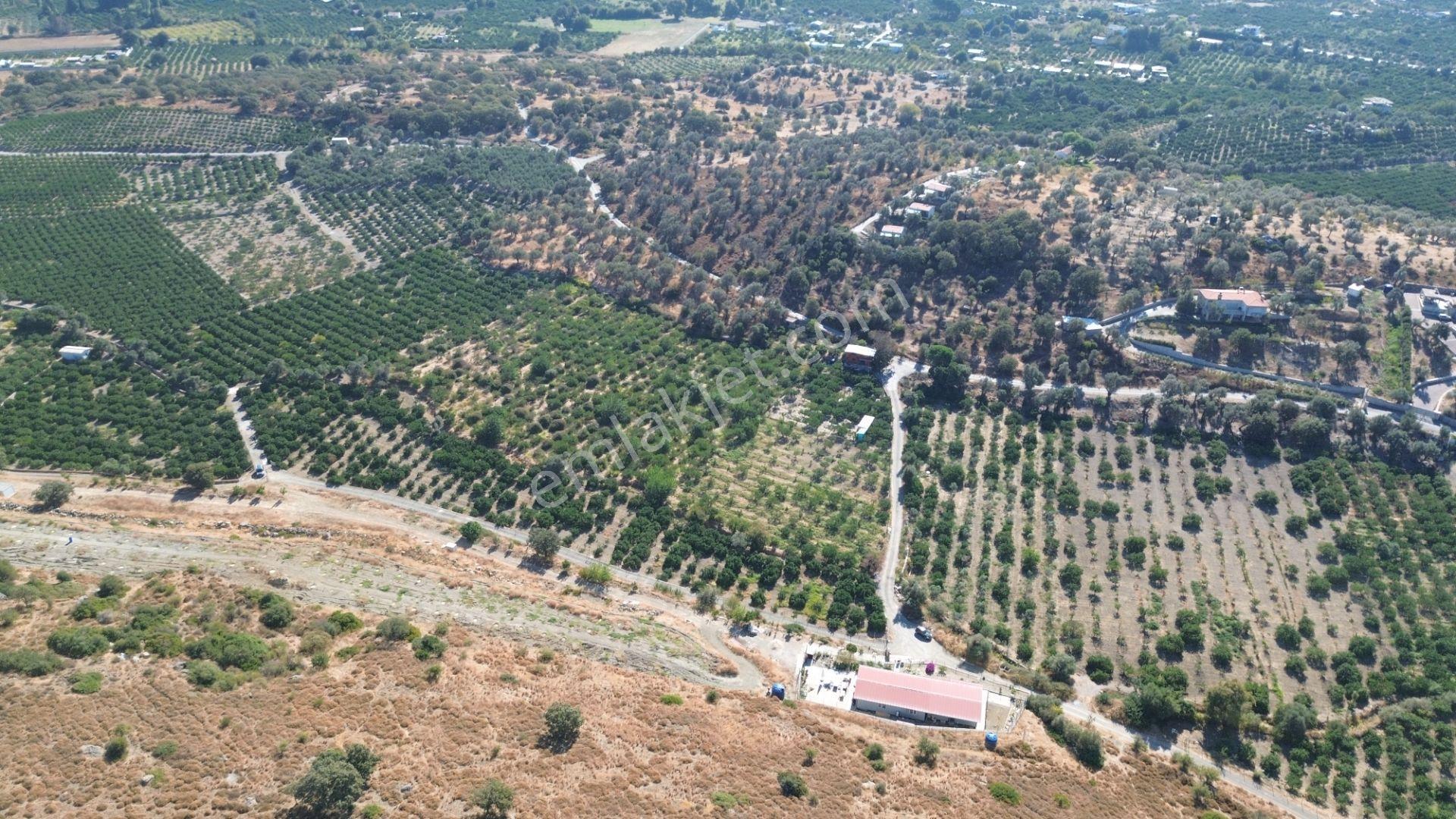 Seferihisar Sığacık Taşdibi’nde 4.915 M² Satılık Mandalina Bahçesi — fotoğraf 13