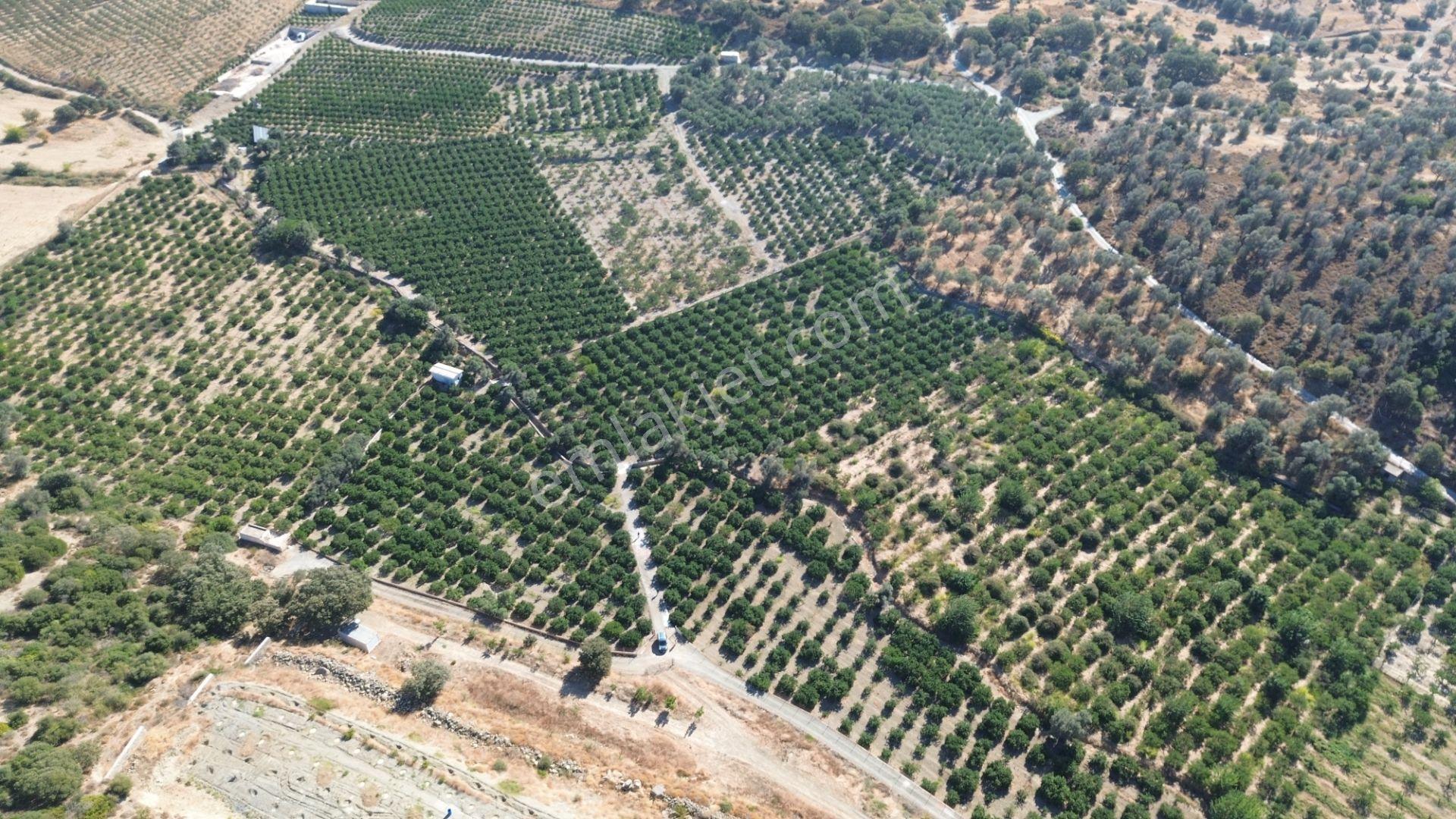 Seferihisar Sığacık Taşdibi’nde 4.915 M² Satılık Mandalina Bahçesi — fotoğraf 15