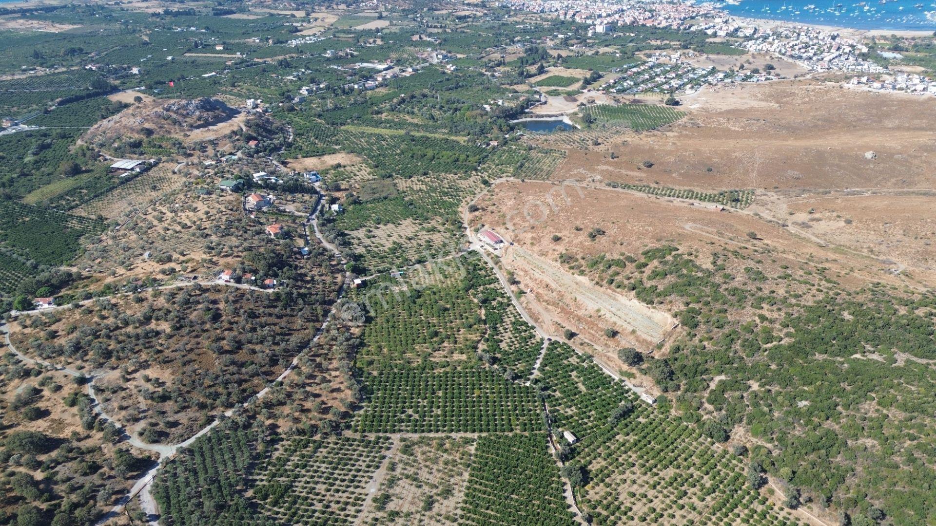 Seferihisar Sığacık Taşdibi’nde 4.915 M² Satılık Mandalina Bahçesi — fotoğraf 16