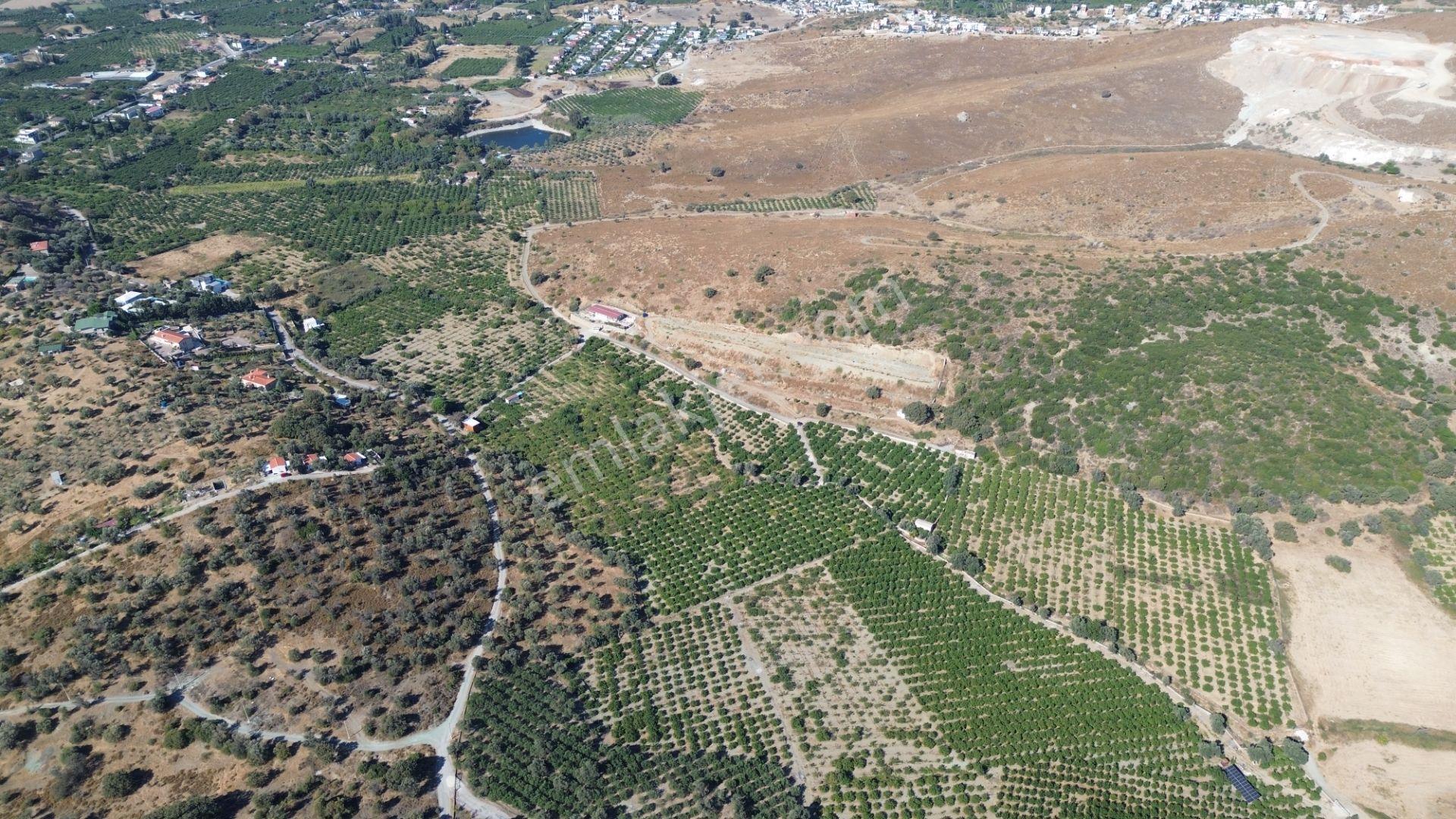 Seferihisar Sığacık Taşdibi’nde 4.915 M² Satılık Mandalina Bahçesi — fotoğraf 18