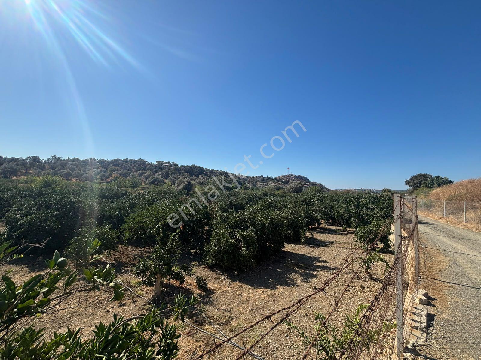 Seferihisar Sığacık Taşdibi’nde 4.915 M² Satılık Mandalina Bahçesi — fotoğraf 22