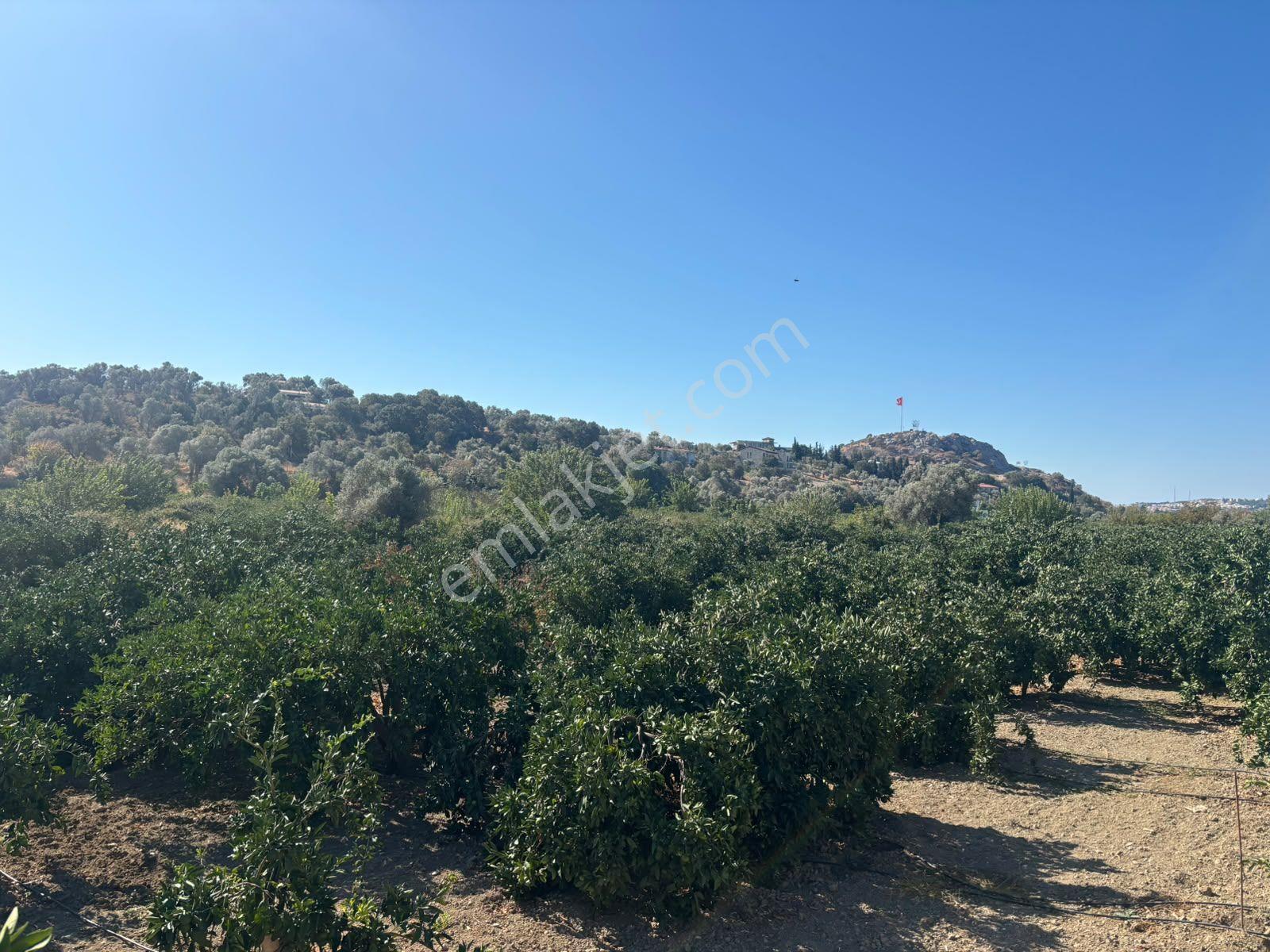 Seferihisar Sığacık Taşdibi’nde 4.915 M² Satılık Mandalina Bahçesi — fotoğraf 23